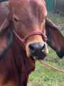 cow wtf_thumb.jpg