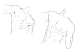 torso
