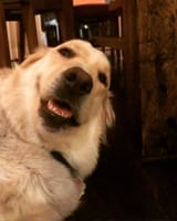 dog wassu mang