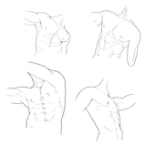 torso