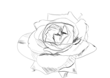 rose