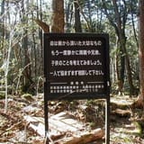 suicide forest