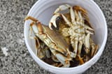 crabs-in-a-bucket