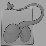 poosee