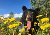 right to bear tongue