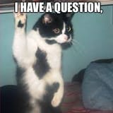 cat 1
