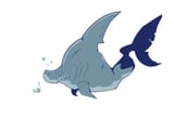 Shark