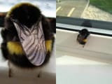 bee