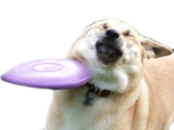 1531760883052