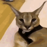 caracal-big