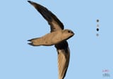 chimney swift