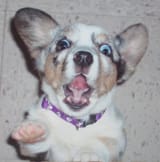 pup