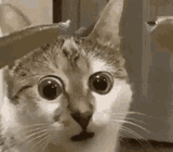 ntuni-cat