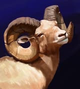 hornr