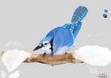 Blue Jay
