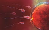 5fd3422bc2df62990c81e31d_sperm-and-egg-cell-1