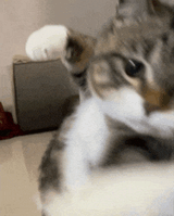 cat-punch-kitty-punch[1]