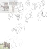 Donkeys