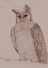 eagleowl