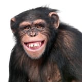 istockphoto-92202969-612x612