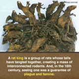 ratking