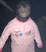 FMLlrNjVgAA9sqc