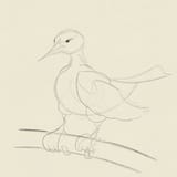 redwingedblackbird-4