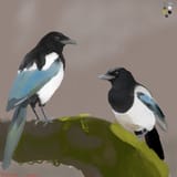 magpies completed