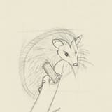 Opossum