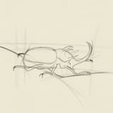Beetle
