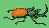 doctor_beetle