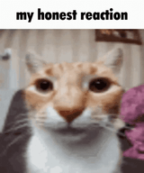 cat honest reaction