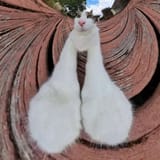 Thread 213403709 OP Image