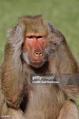 hamadryas-baboon-covering-ears[1]