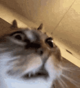 crazy-cat-insane-cat