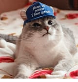 autism cat