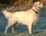 Golden_Retriever_Dukedestiny01_drvd
