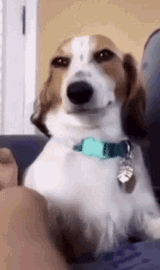 lol-dogger2