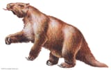 Megatherium