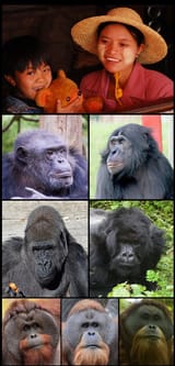 Hominidae_(extant_species)