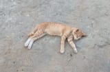 catnigga