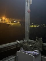 1720158155686463