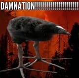damnnation-bird-vs-salvation-bird-v0-2670d2uig17e1