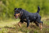 Deutscher-Jagdterrier-laeuft-ueber-eine-Wiese