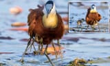 African jacanas