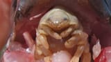 the-tongue-eating-parasite-hero_b0Y2JSI.width-1500