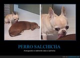 Salchicha