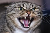 cat-hissing
