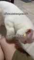 kot_hates_sushi_thumb.jpg