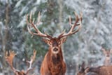 reindeer-5635891_1280
